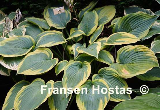 Hosta Alvatine Taylor